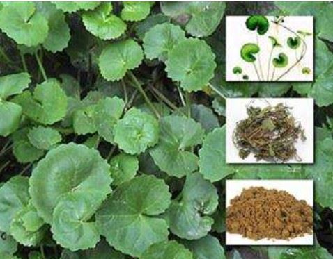 Centella Asiatica Extract Powder