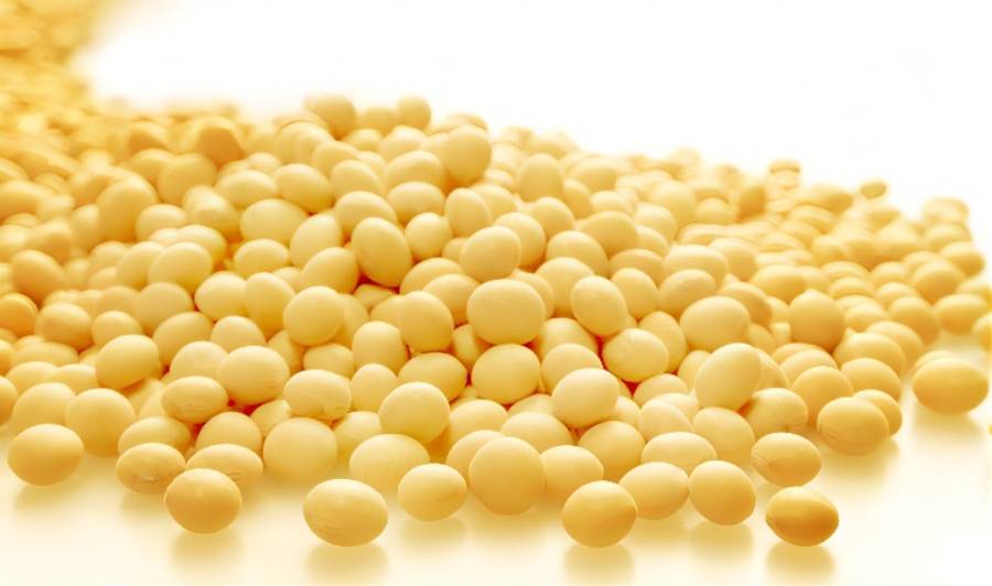 Soybean Extract