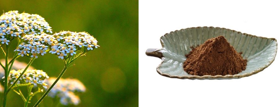 Yarrow Extract Powder .