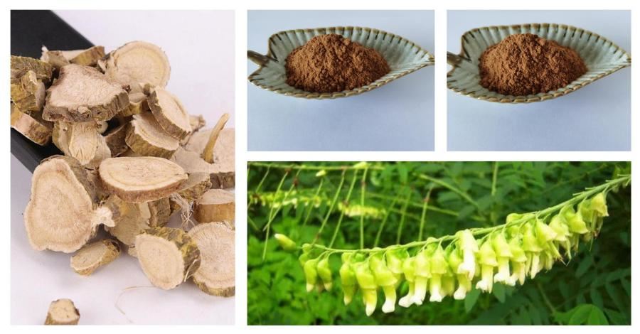Sophora Flavescens Root Extract