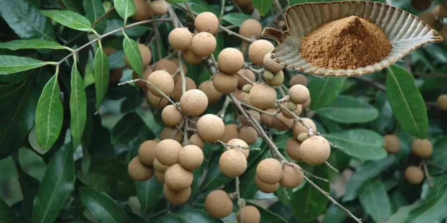 Wholesale Longan Fruit Powder Wholesale Longan Fruit Powder