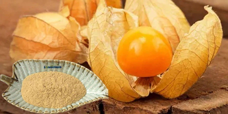 Wholesale Physalis Alkekengi Powder Wholesale Physalis Alkekengi Powder