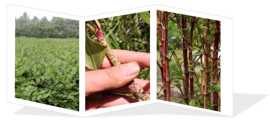 Giant Knotweed Extract