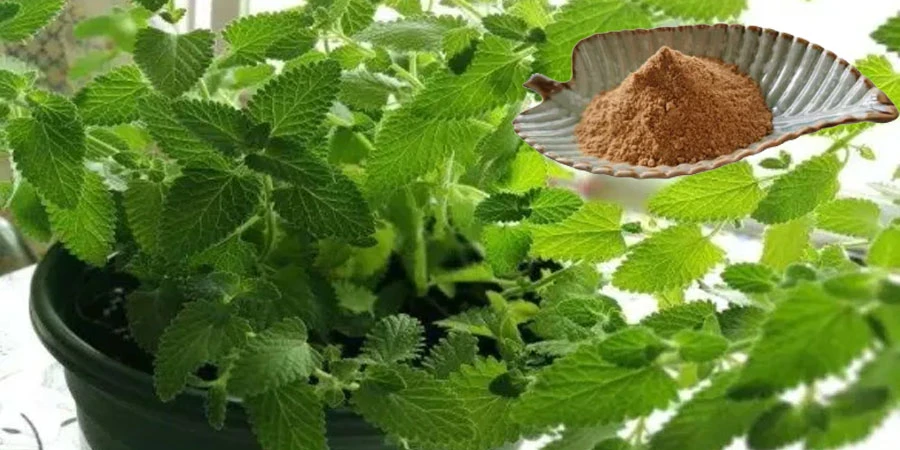 Catnip Extract Powder Catnip Extract Powder