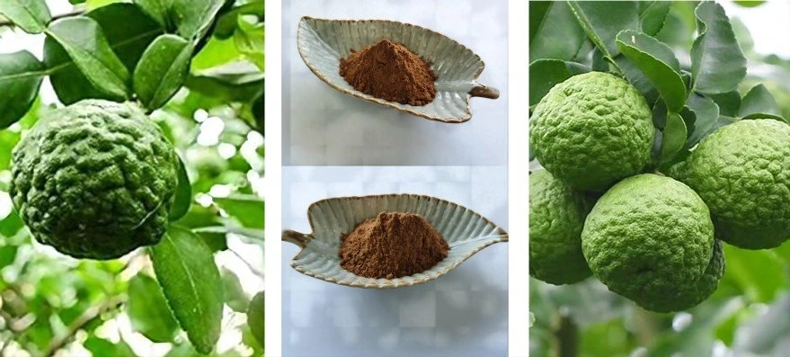 Bergamot Orange Extract, Bergamot Fruit Extract