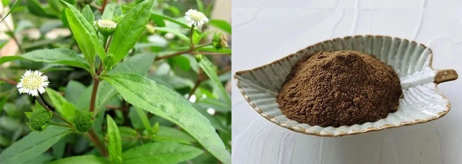 Eclipta Prostrata Extract Powder