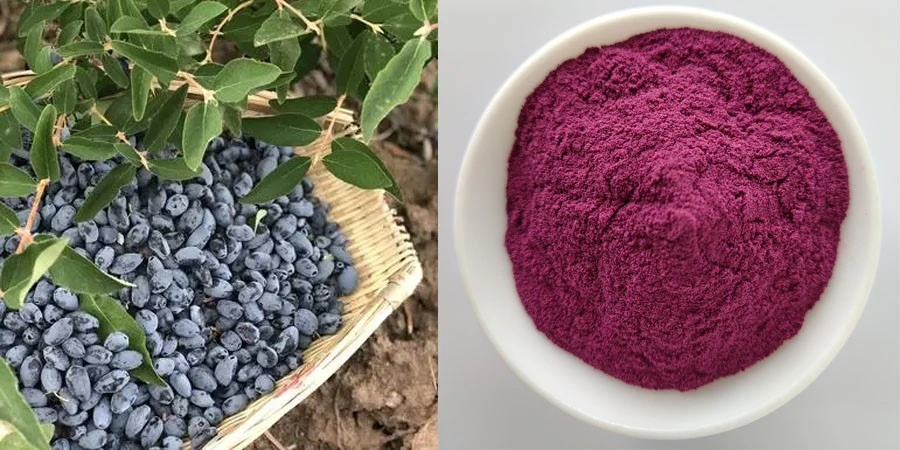 Blue Honeysuckle Fruit Powder