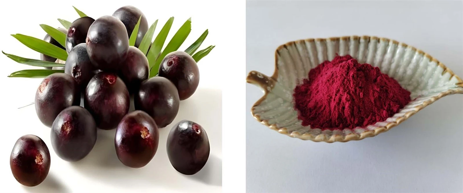 Acai Berry Extract Powder Acai Berry Extract Powder